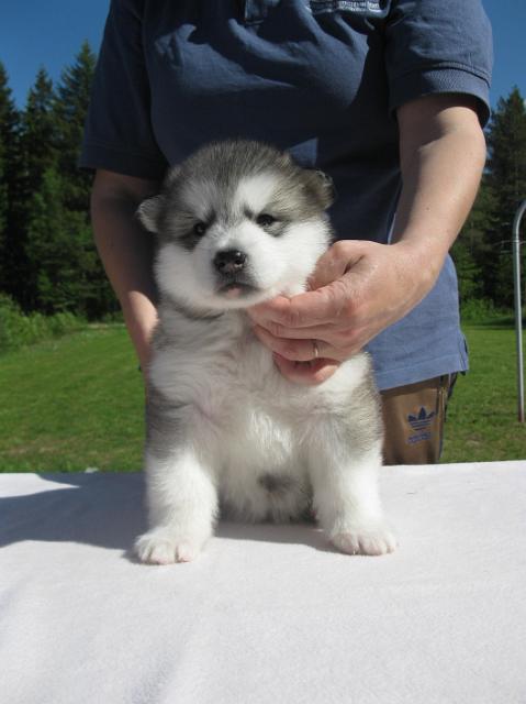 Rodos4vk (2).JPG - Rodos 4 weeks